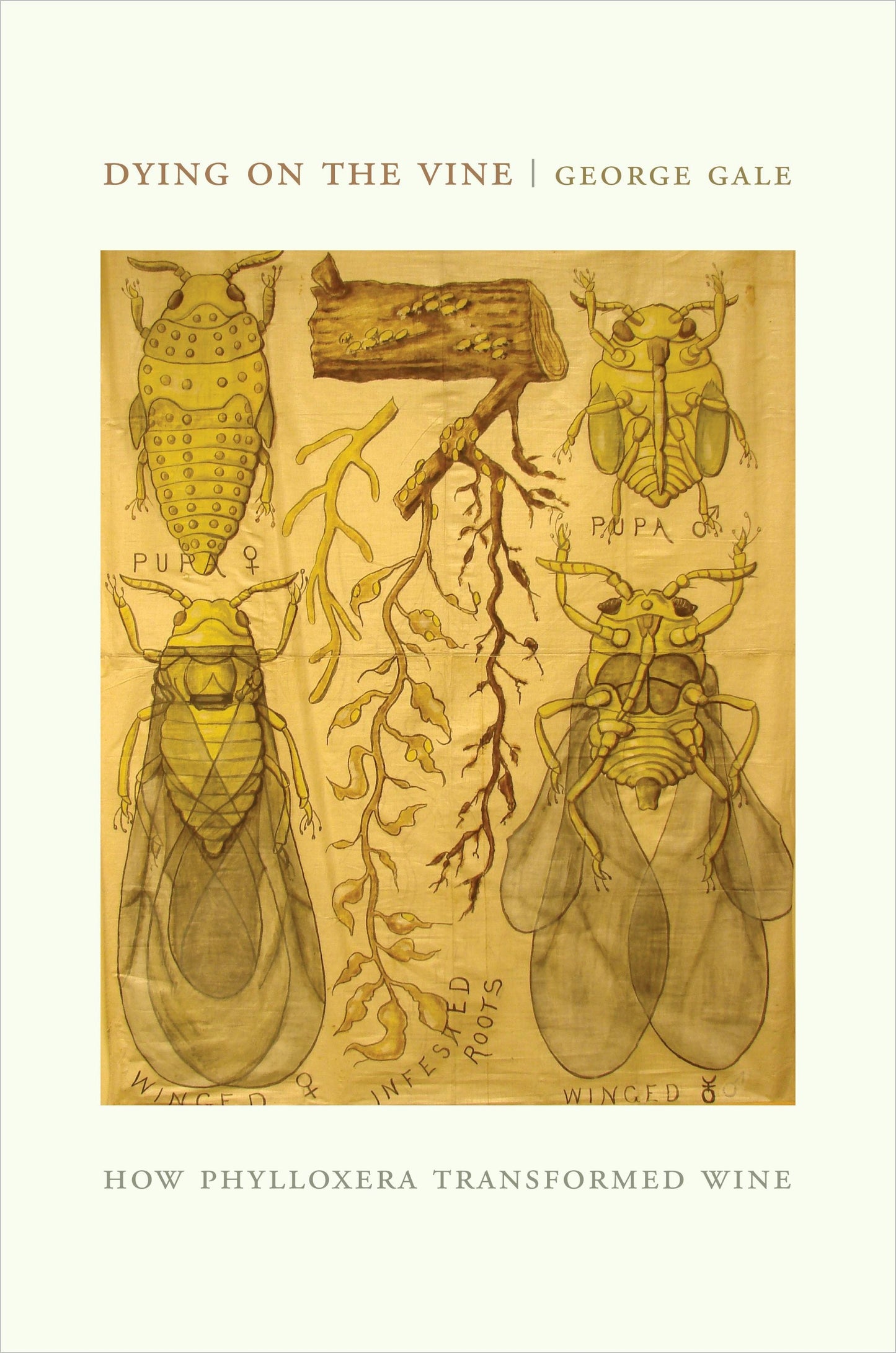 Book cover image for Dying on the Vine ISBN: 9780520948853