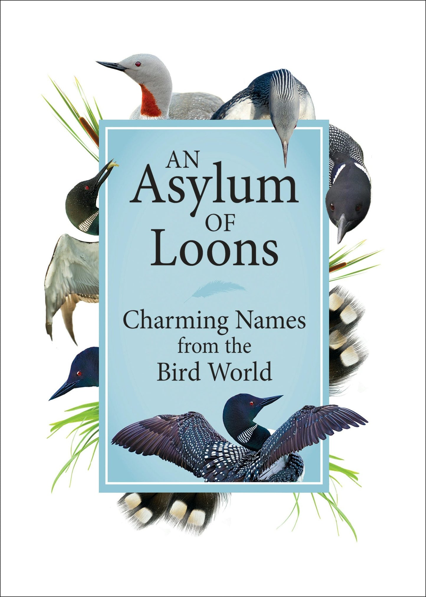 Book cover image for An Asylum of Loons ISBN: 9781591939047