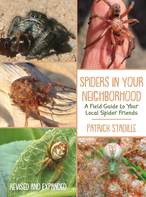 Book cover image for Spiders in Your Neighborhood ISBN: 9781597145770