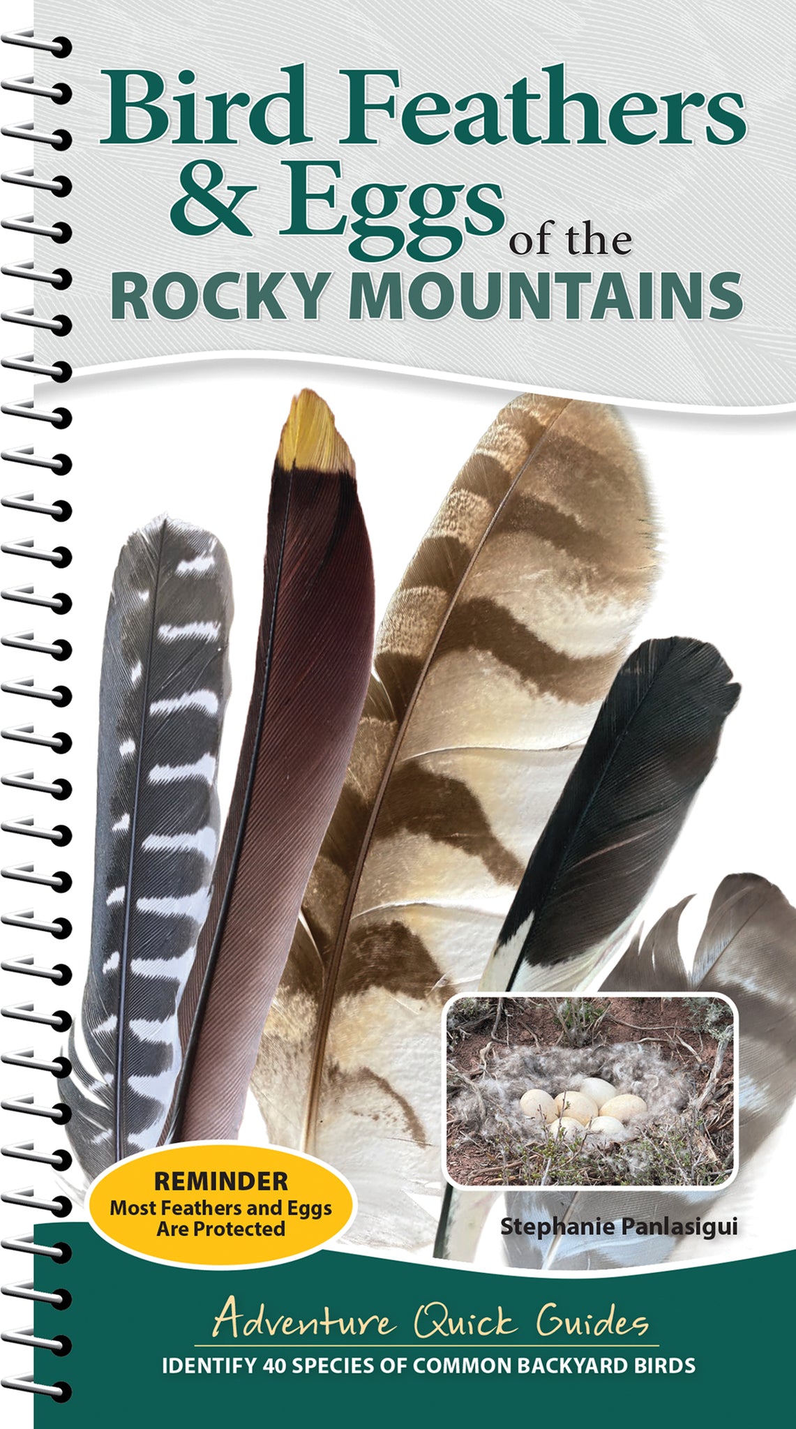 Cover image for Bird Feathers & Eggs of the Rocky Mountains ISBN 9781647556655