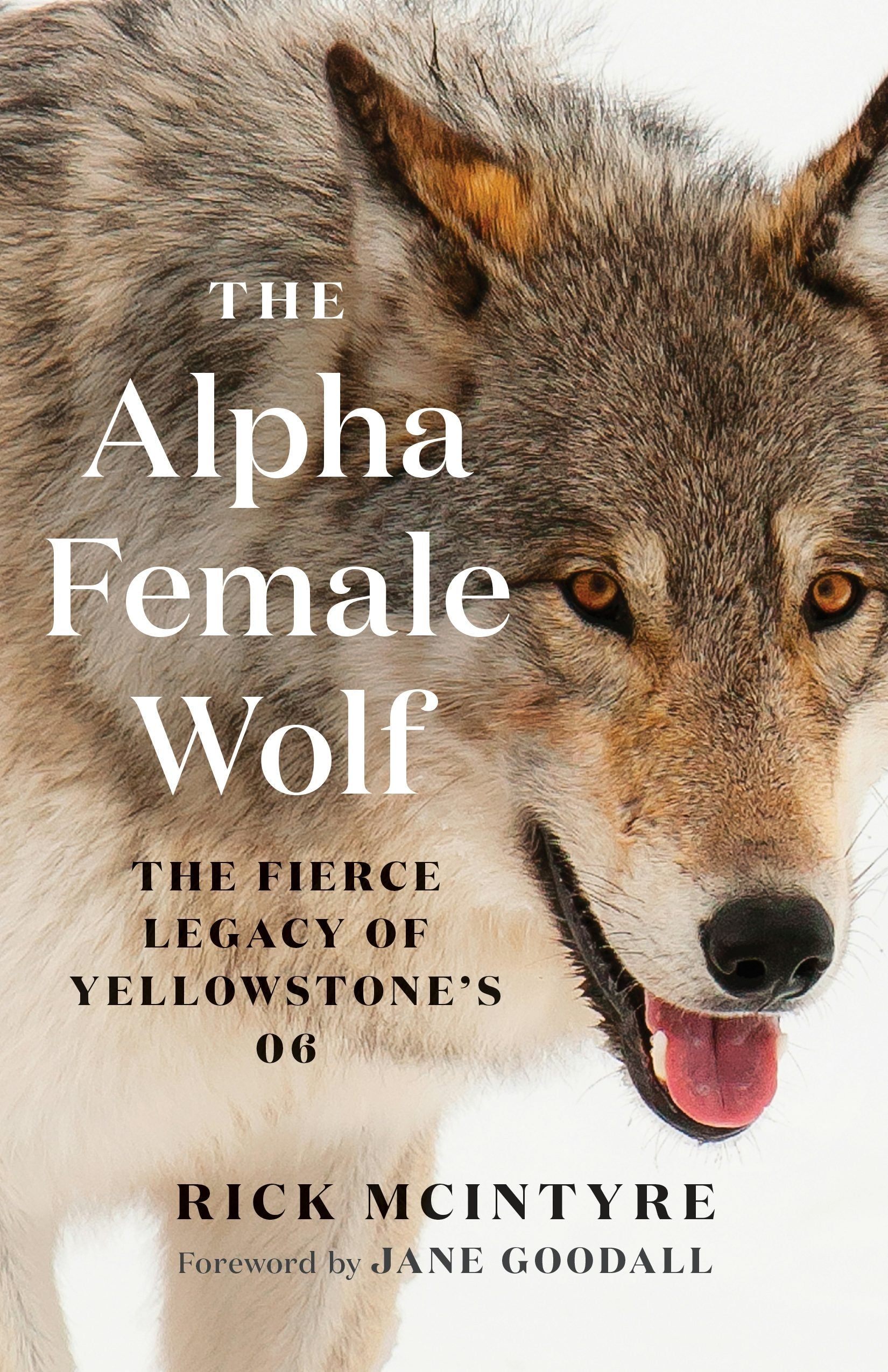 Book cover image for The Alpha Female Wolf ISBN: 9781771648592