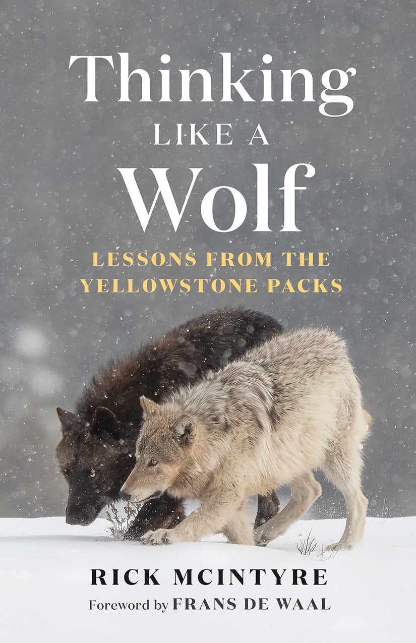 Book cover image for Thinking Like a Wolf ISBN: 9781778401268