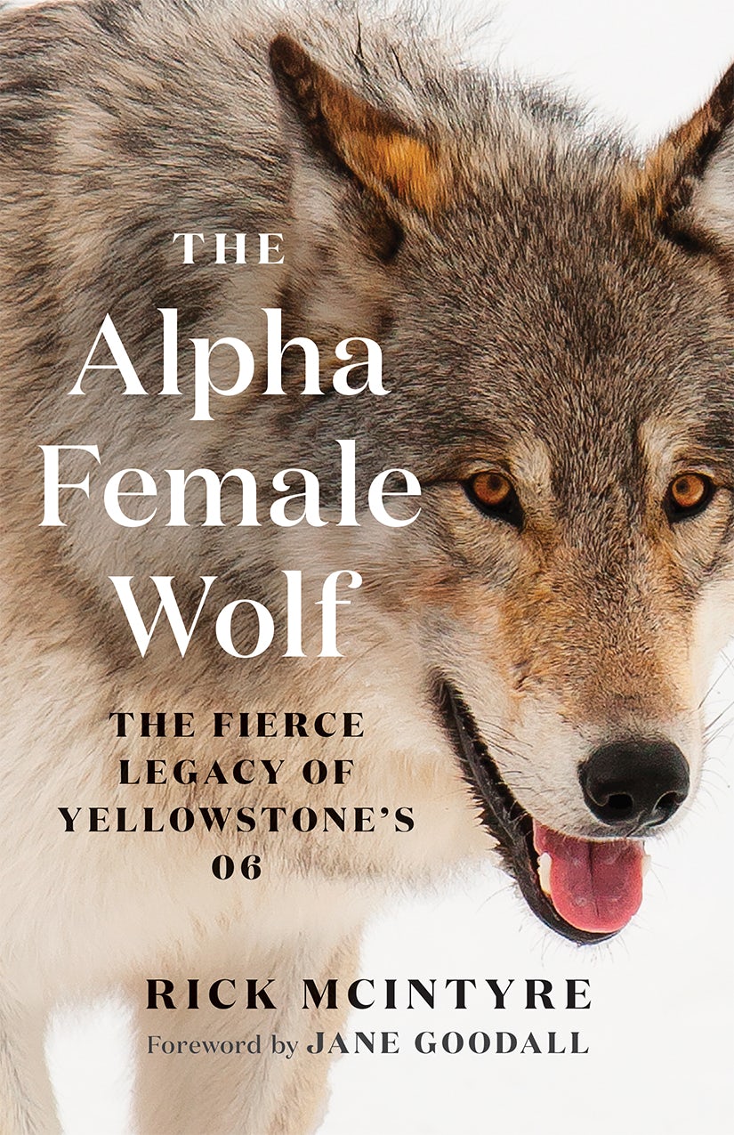 Book cover image for The Alpha Female Wolf ISBN: 9781778401770