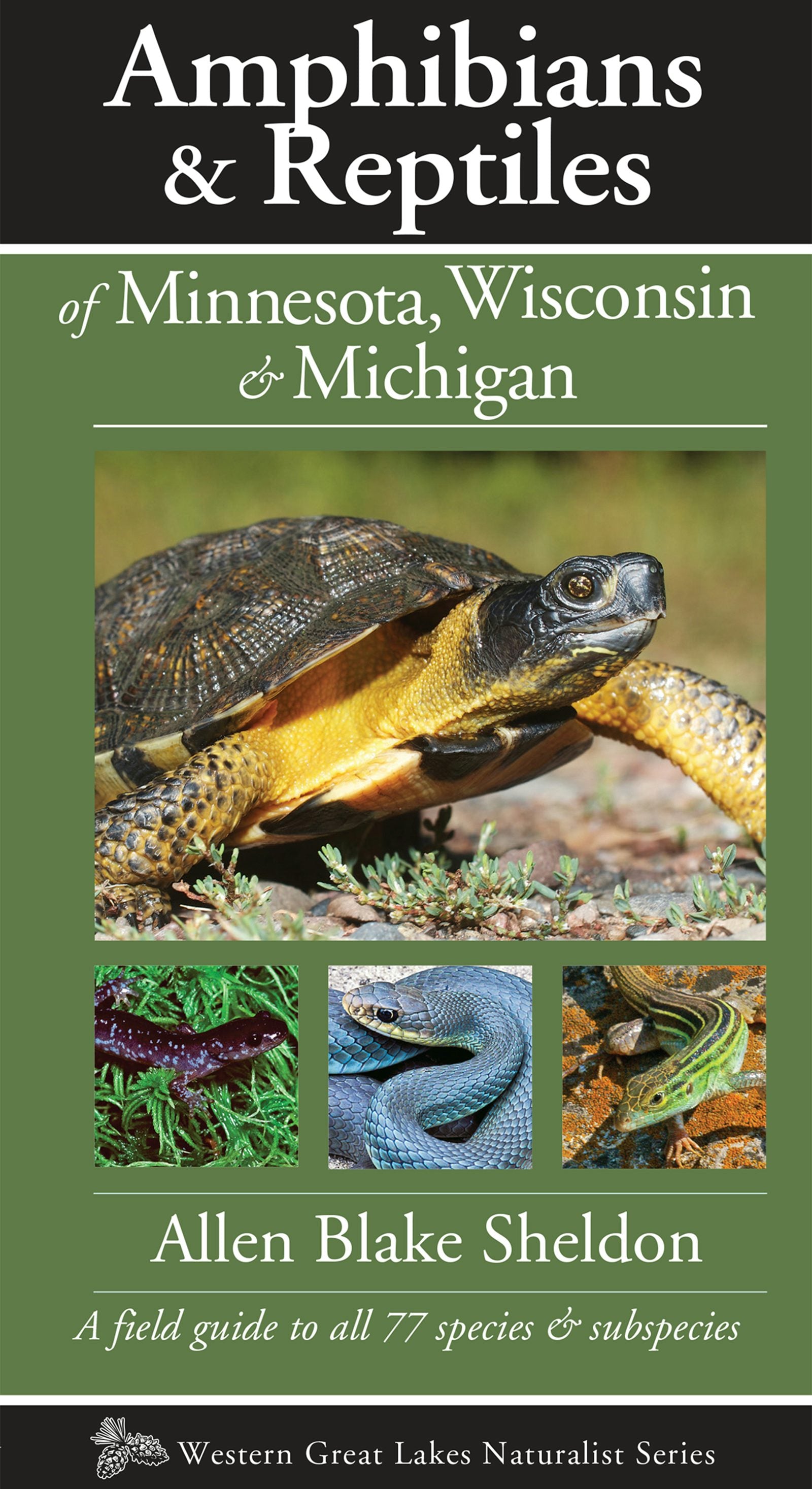 Book cover image for Amphibians & Reptiles of Minnesota, Wisconsin & Michigan ISBN: 9781936571147