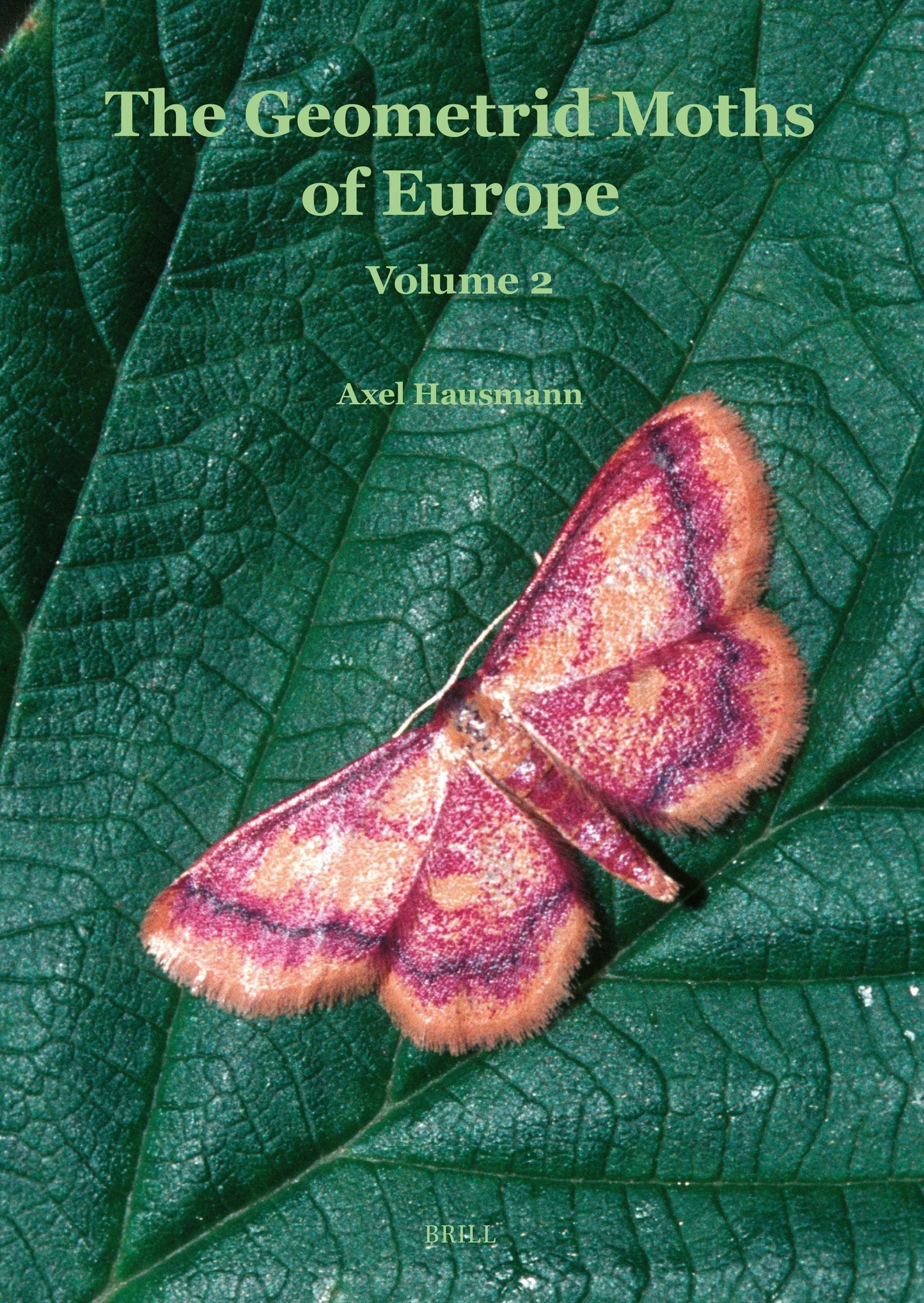 Book cover image for Sterrhinae ISBN: 9789004499430