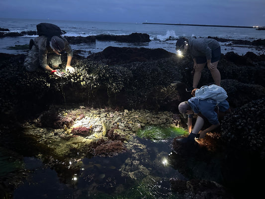 The Tidepooling Handbook