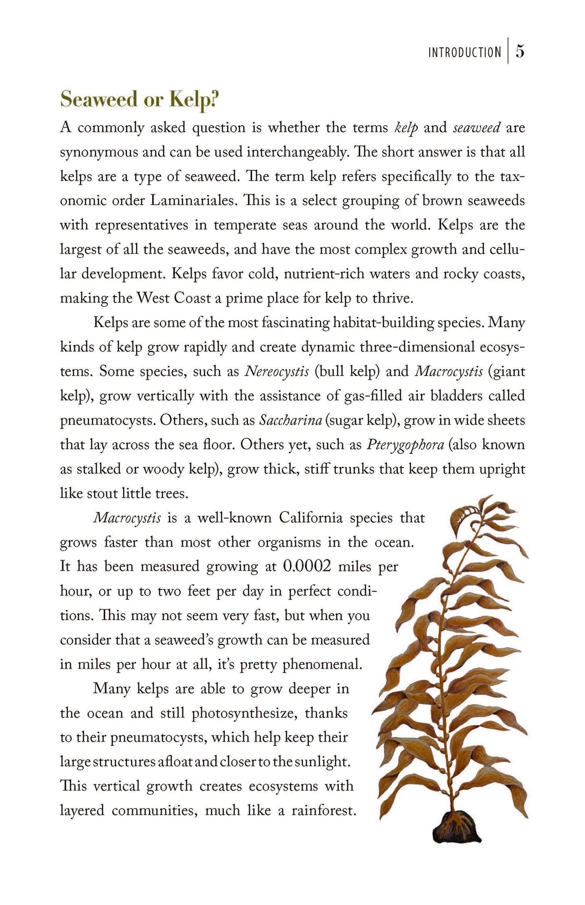 Churchill's Illustrated Guide to Southern California Seaweeds