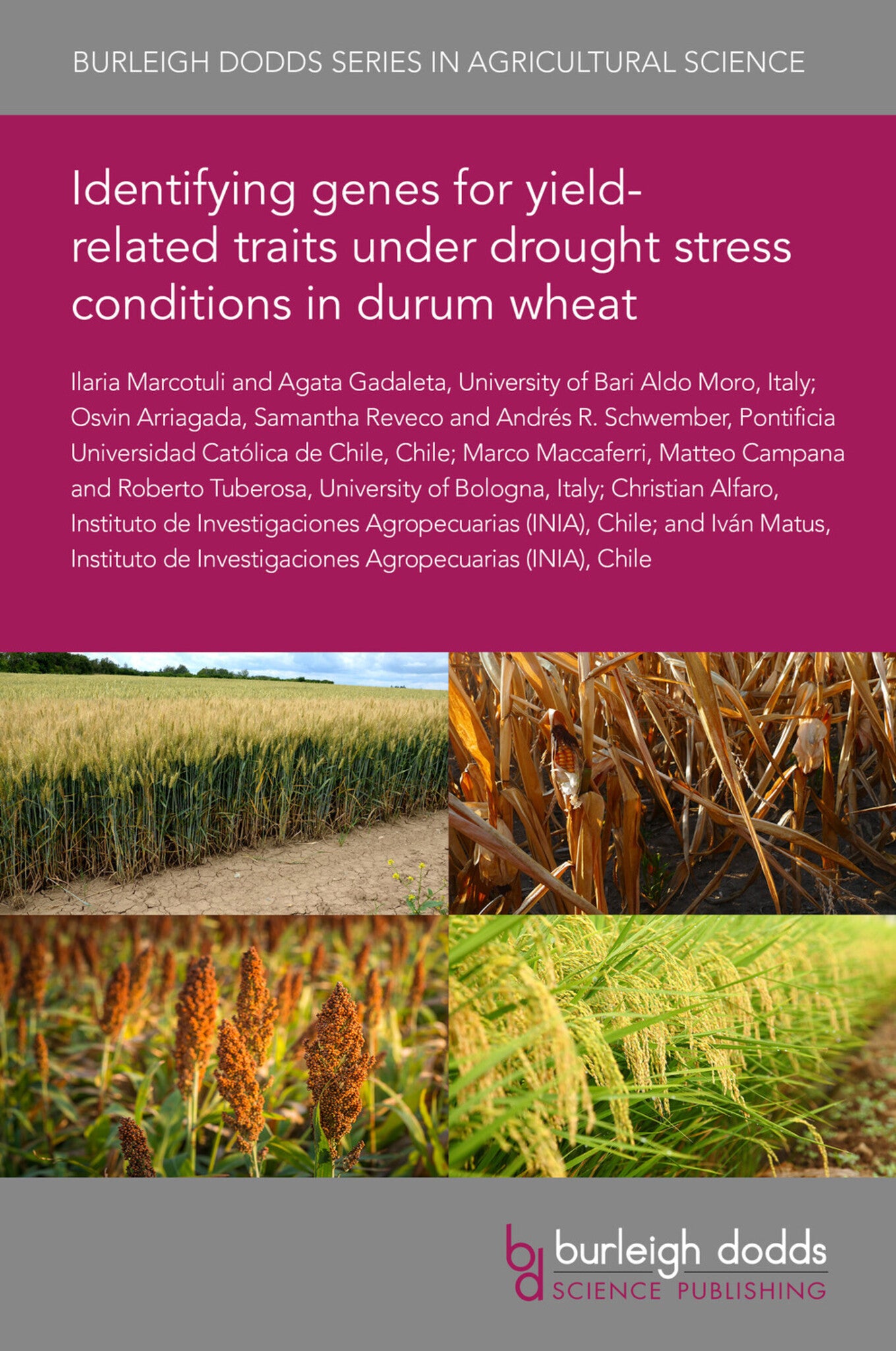 Cover image for Identifying genes for yield-related traits under drought stress conditions in durum wheat ISBN 9781835450321