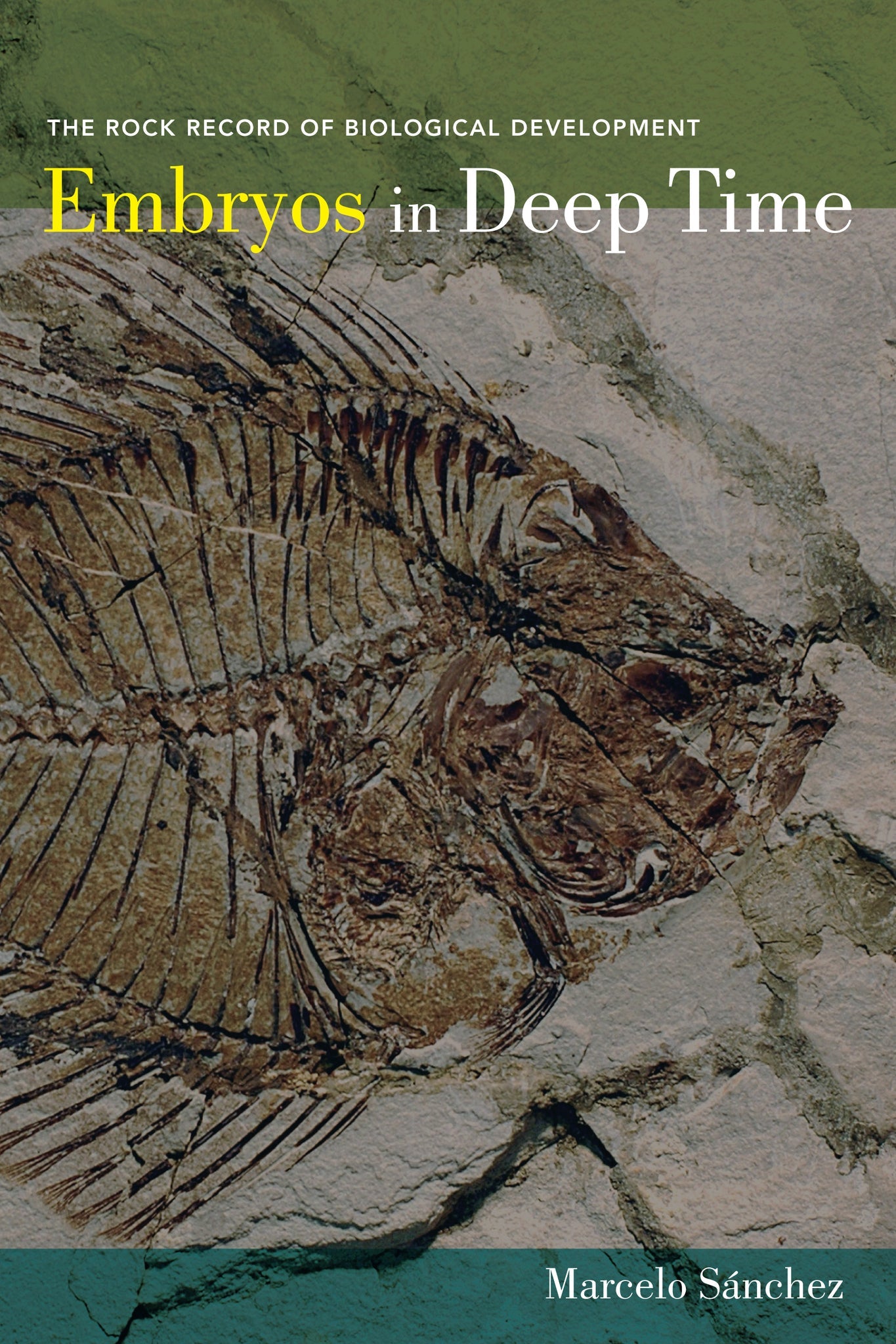 Cover image for Embryos in Deep Time ISBN 9780520952300