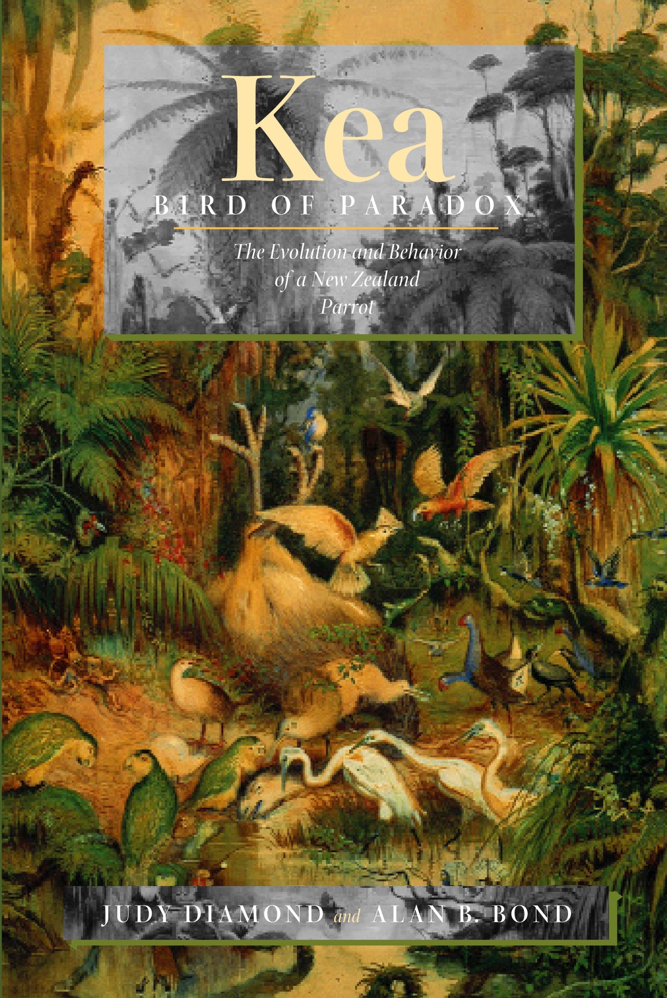 Cover image for Kea, Bird of Paradox ISBN 9780520920804