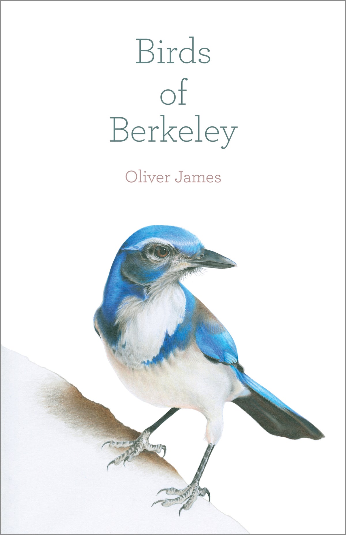 Cover image for Birds of Berkeley ISBN 9781597146012