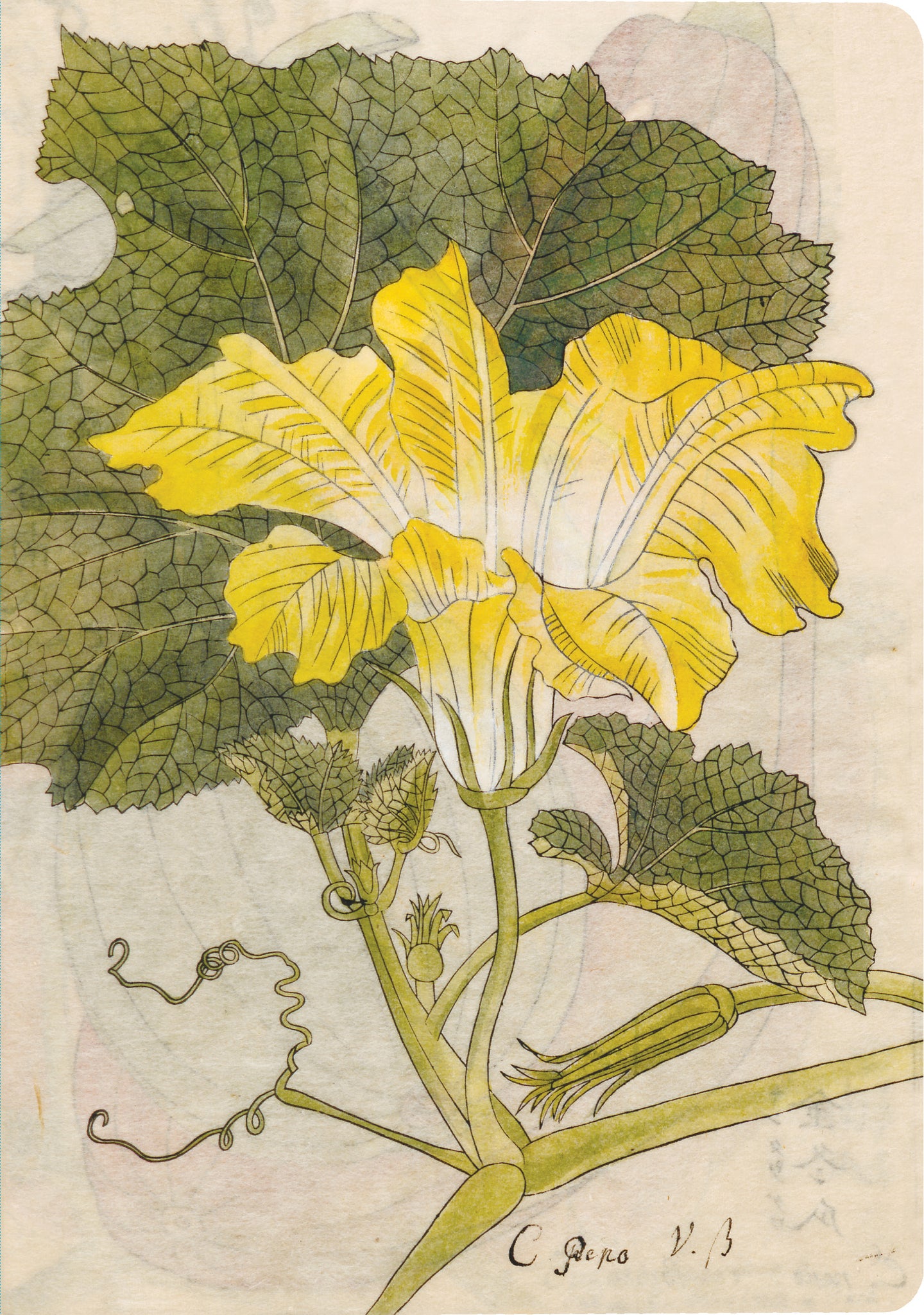 Cover image for Japanese Squash Blossom Lined Paperback Journal ISBN 9780804855792