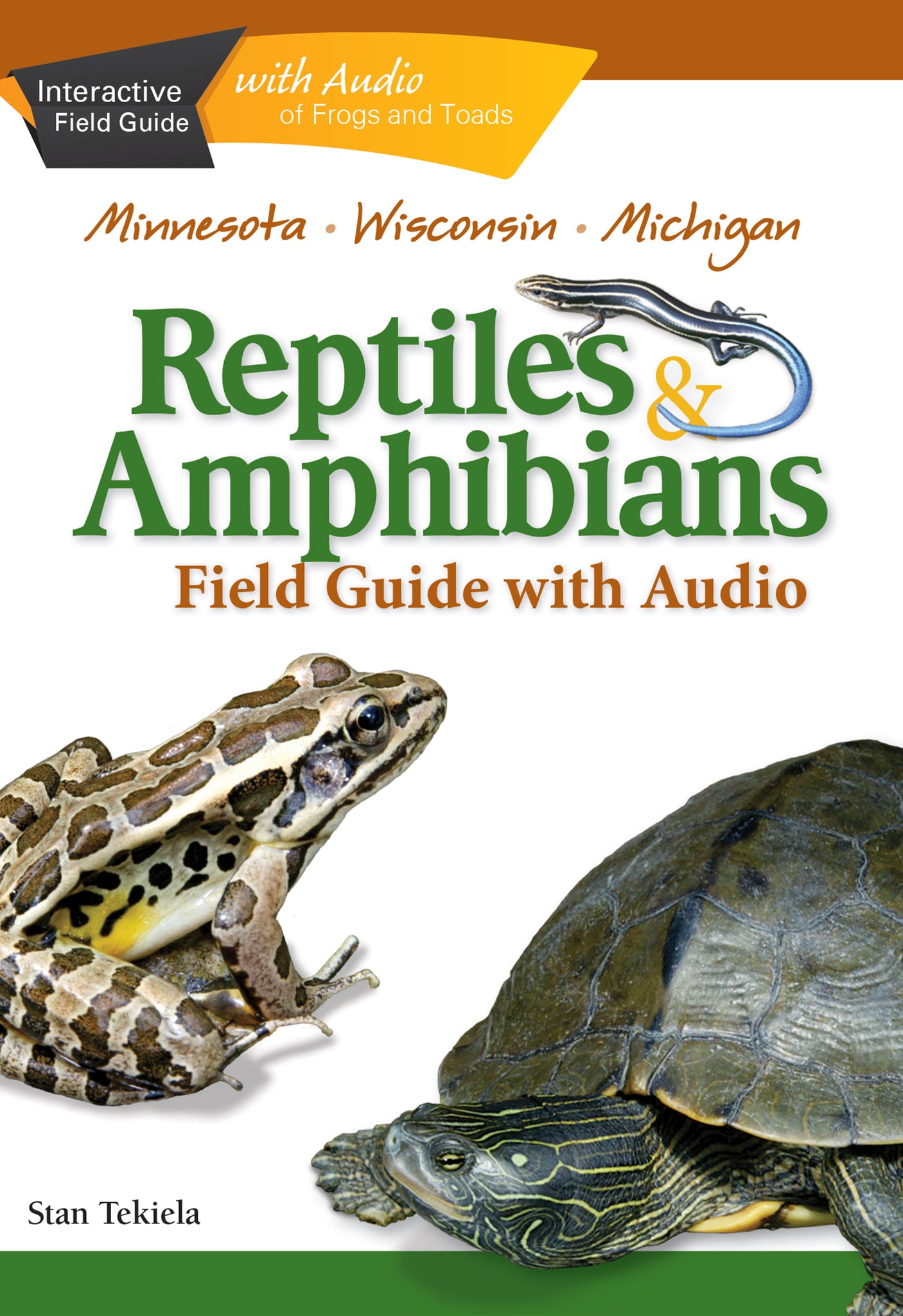 Cover image for Reptiles & Amphibians of Minnesota, Wisconsin and Michigan Field Guide ISBN 9781591934622