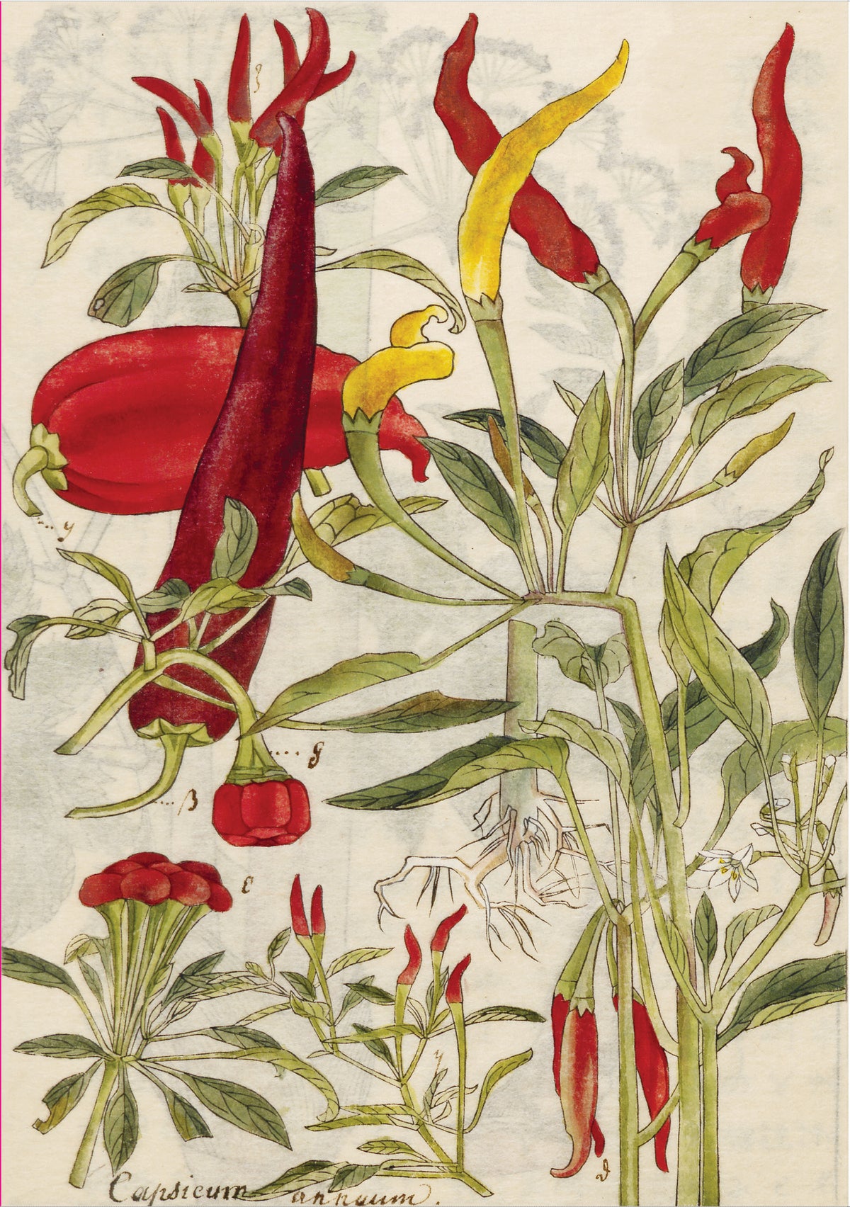 Cover image for Chili Peppers & Shiso Leaves Blank Hardcover Journal ISBN 9780804856164