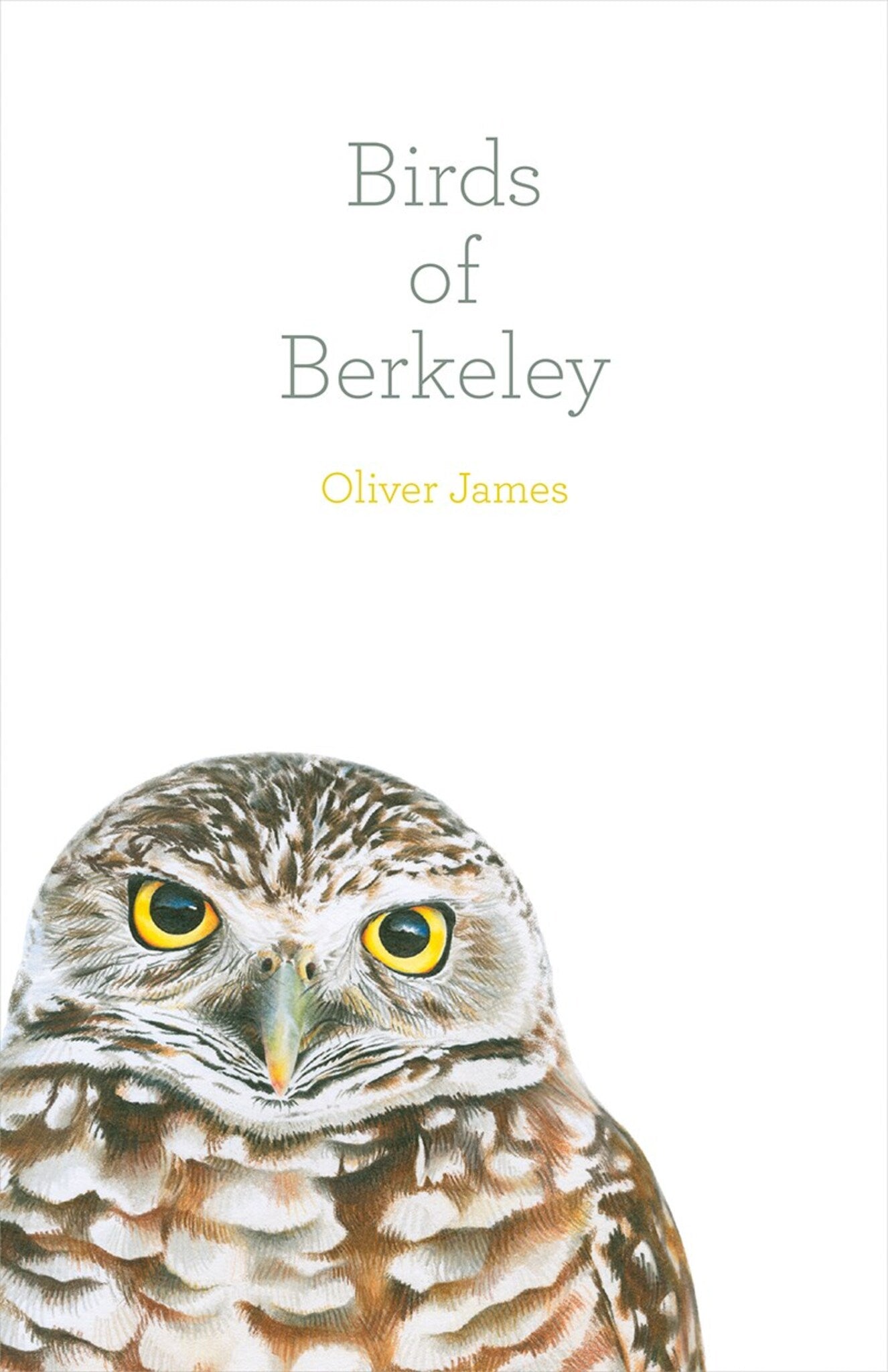 Cover image for Birds of Berkeley ISBN 9781597144520