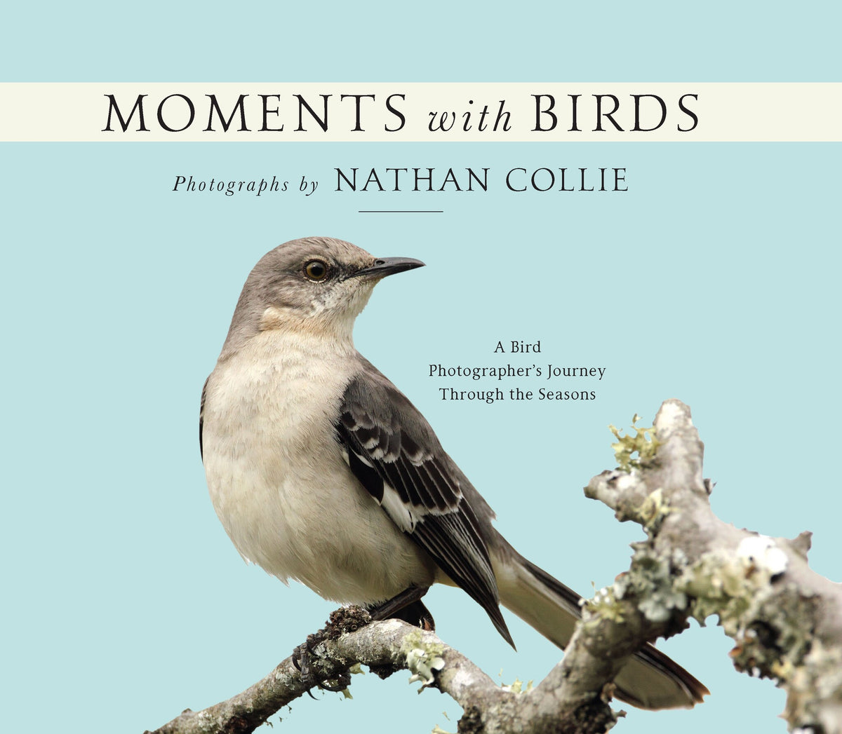 Moments with Birds
