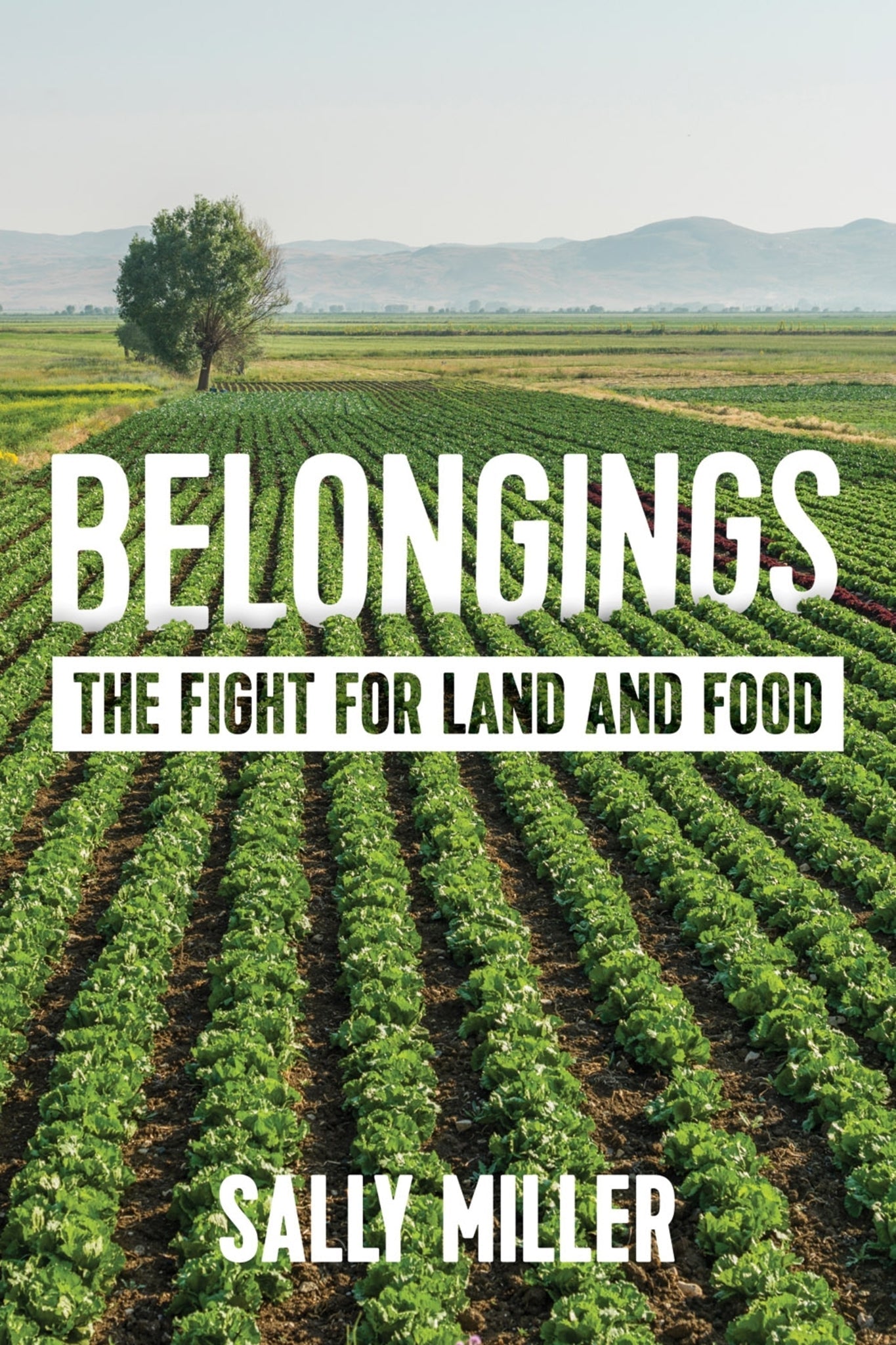 Cover image for Belongings ISBN 9780231142526