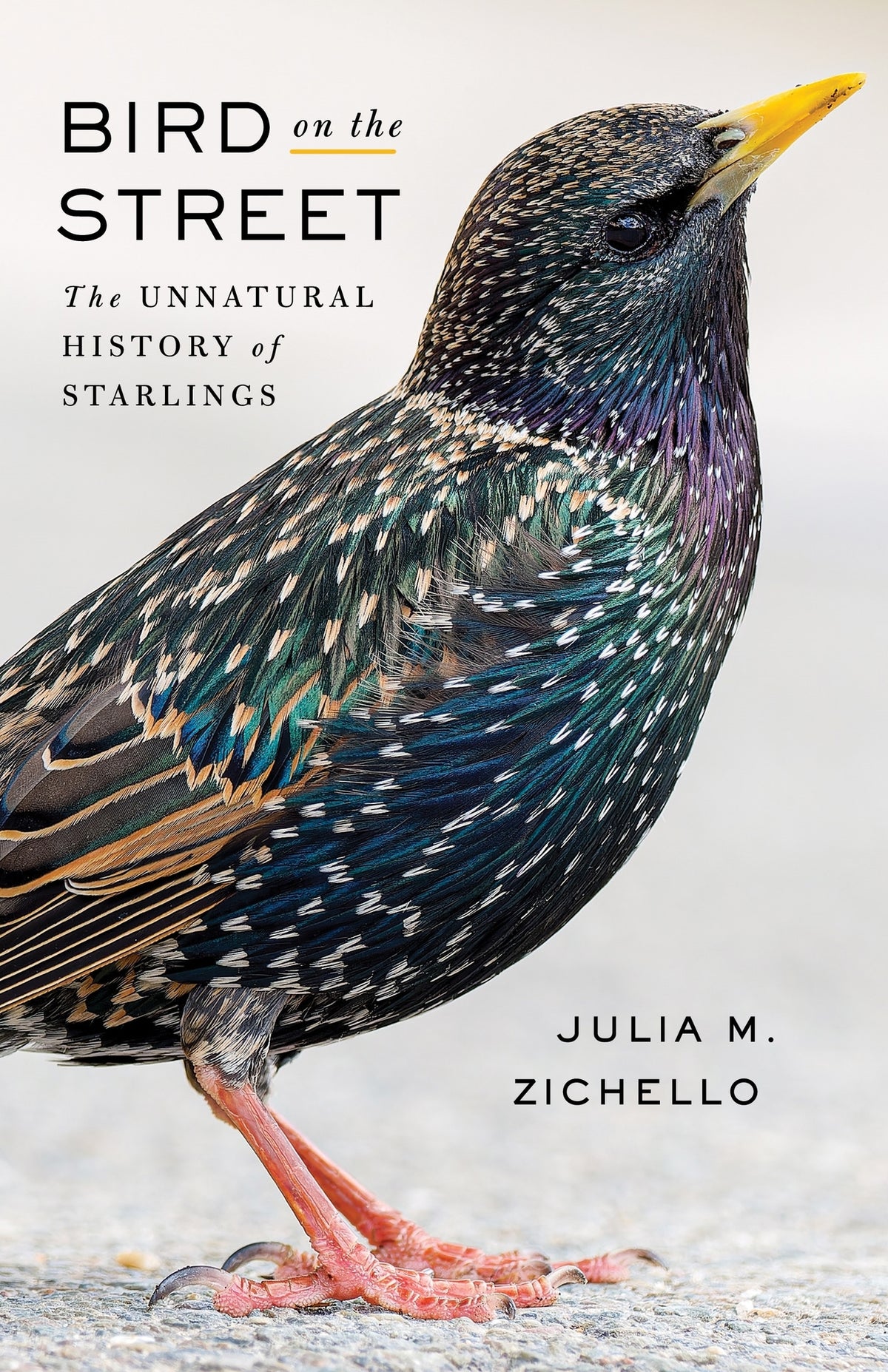 Cover image for Bird on the Street ISBN 9780231213349
