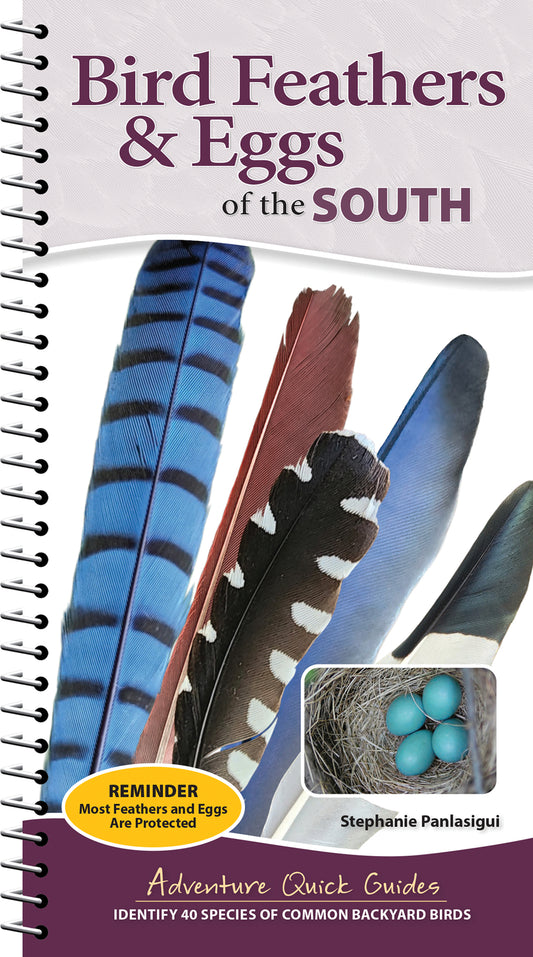 Bird Feathers & Eggs of the South