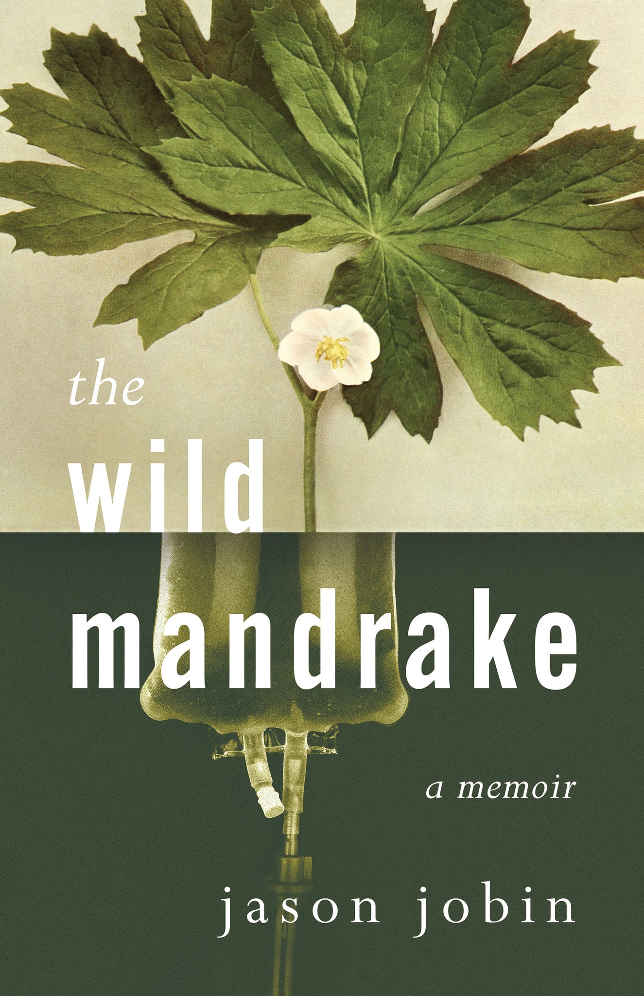 Cover image for The Wild Mandrake ISBN 9781459750746