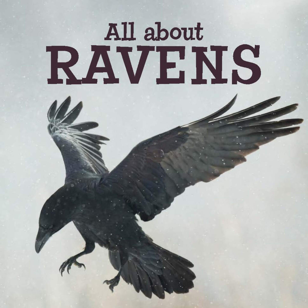 Cover image for All about Ravens ISBN 9780228702634