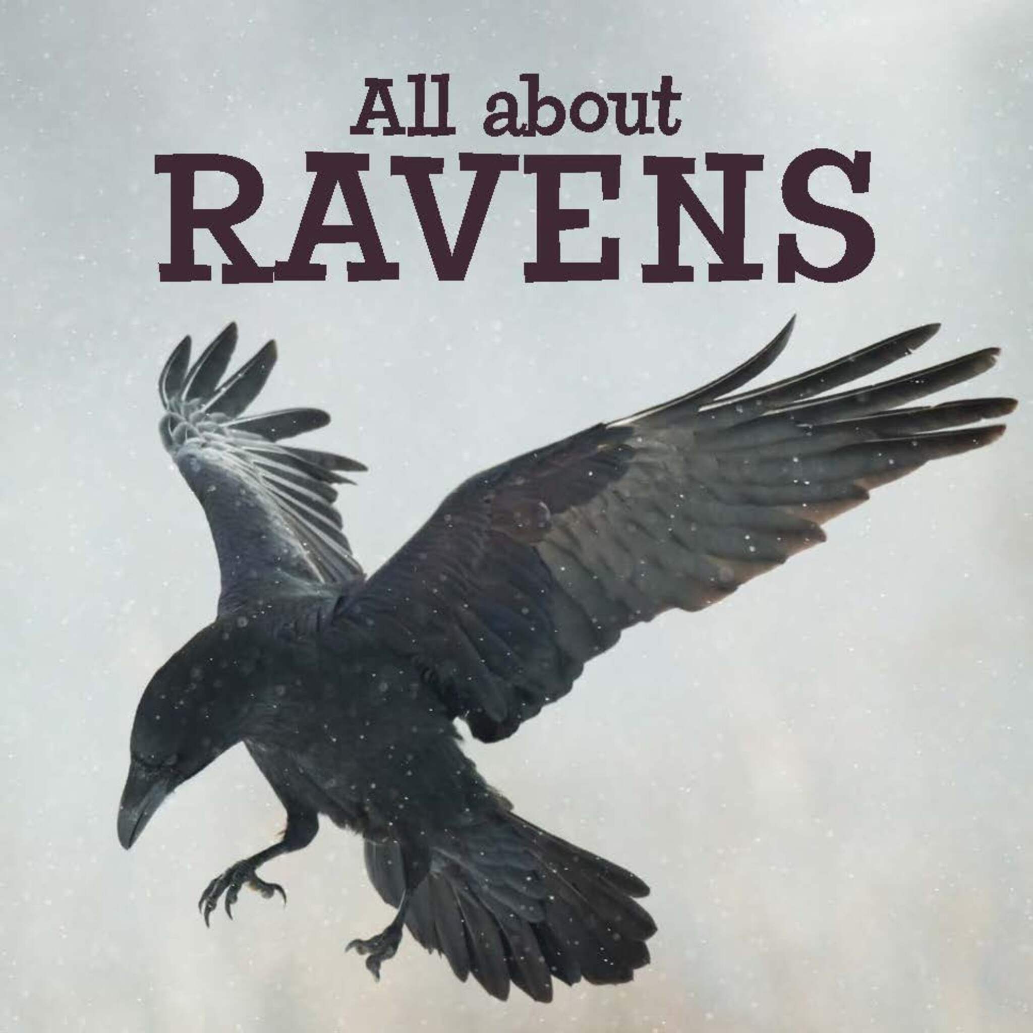 Cover image for All about Ravens ISBN 9780228702634