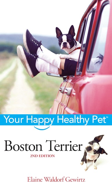 Boston Terrier