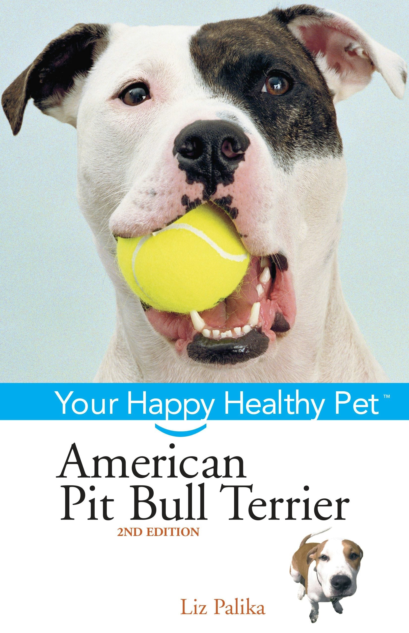 American Pit Bull Terrier