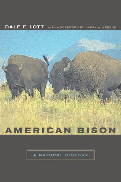 American Bison