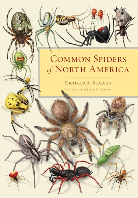 Common Spiders of North America