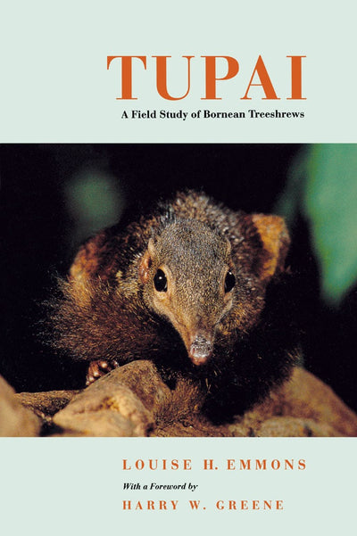 Cover image for Tupai, isbn: 9780520925045
