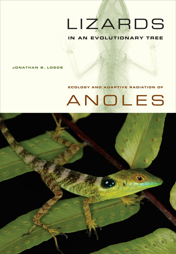 Cover image for Lizards in an Evolutionary Tree, isbn: 9780520943735