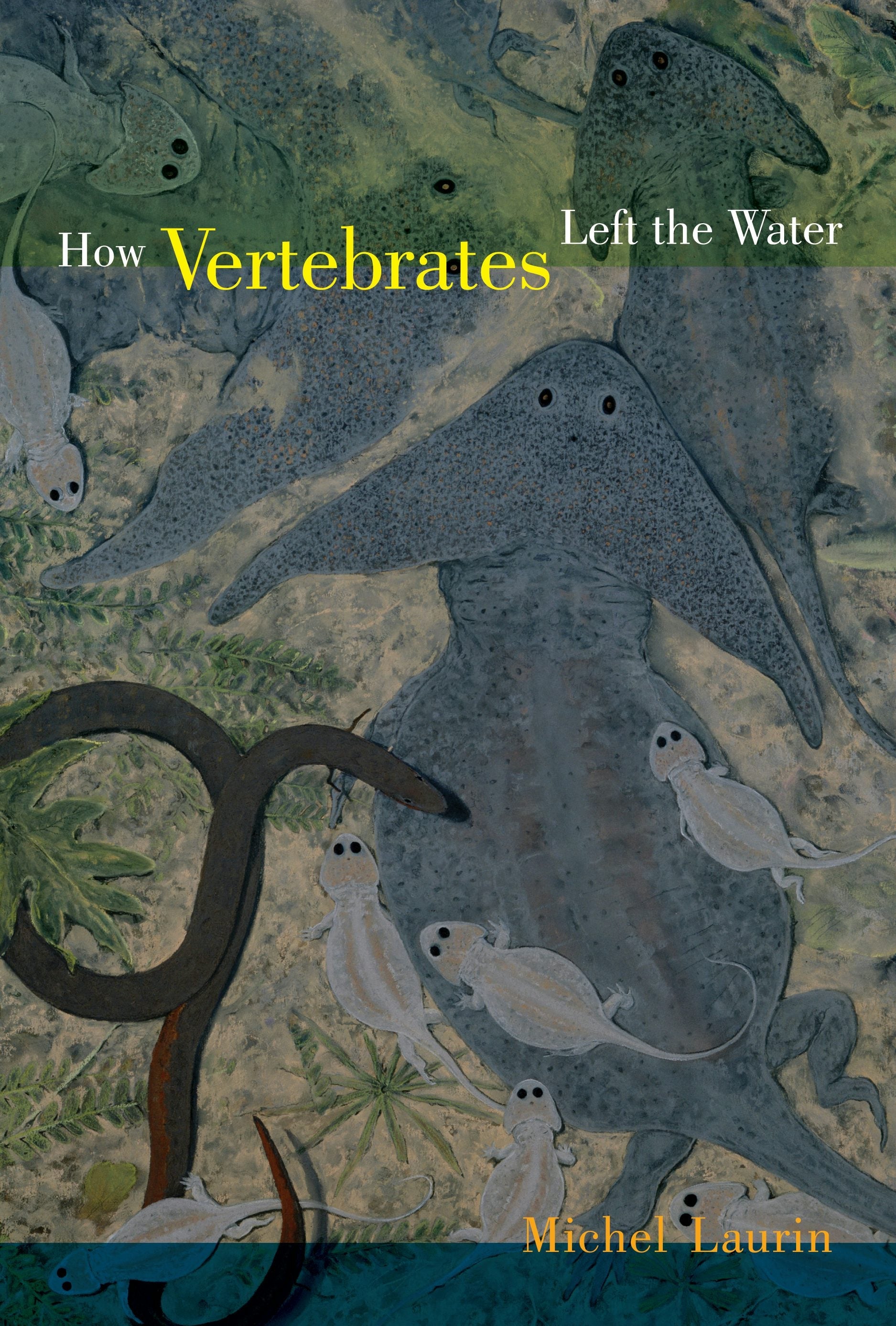 Book cover image for How Vertebrates Left the Water ISBN: 9780520947986