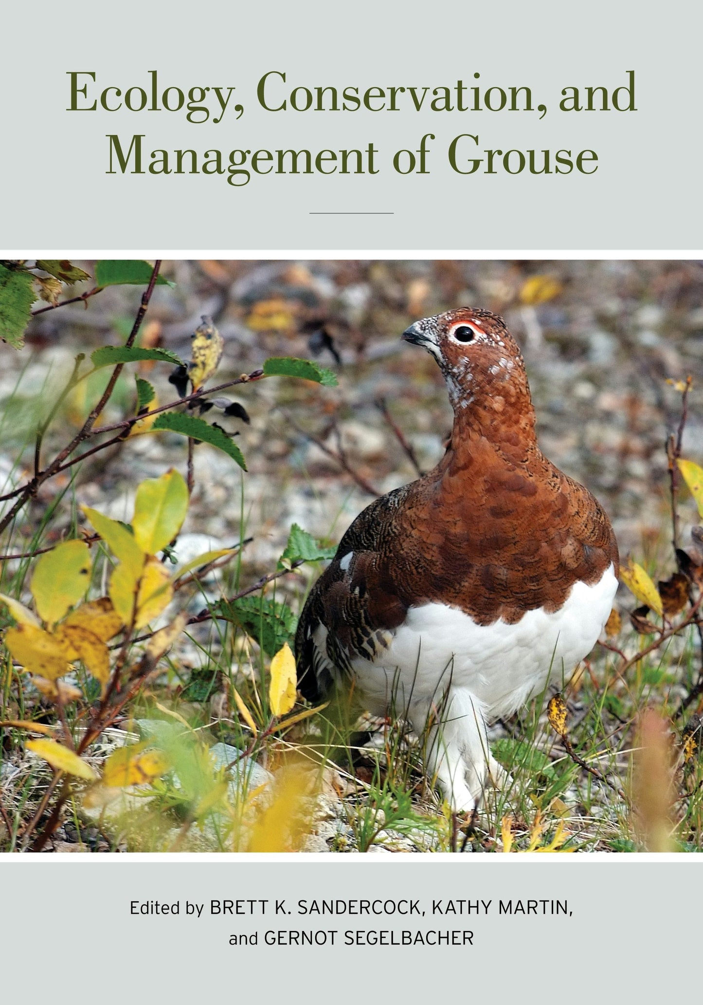 Book cover image for Ecology, Conservation, and Management of Grouse ISBN: 9780520950573