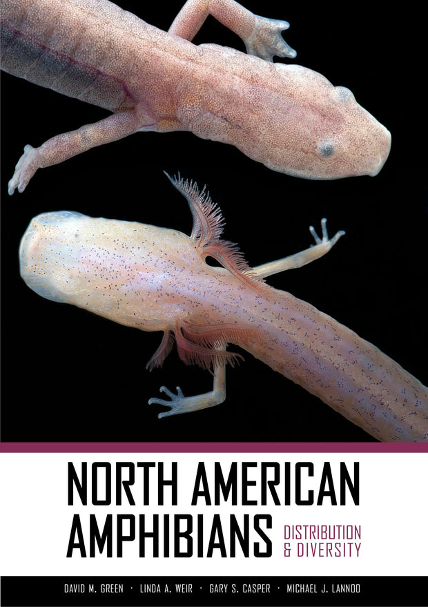 Cover image for North American Amphibians, isbn: 9780520956728