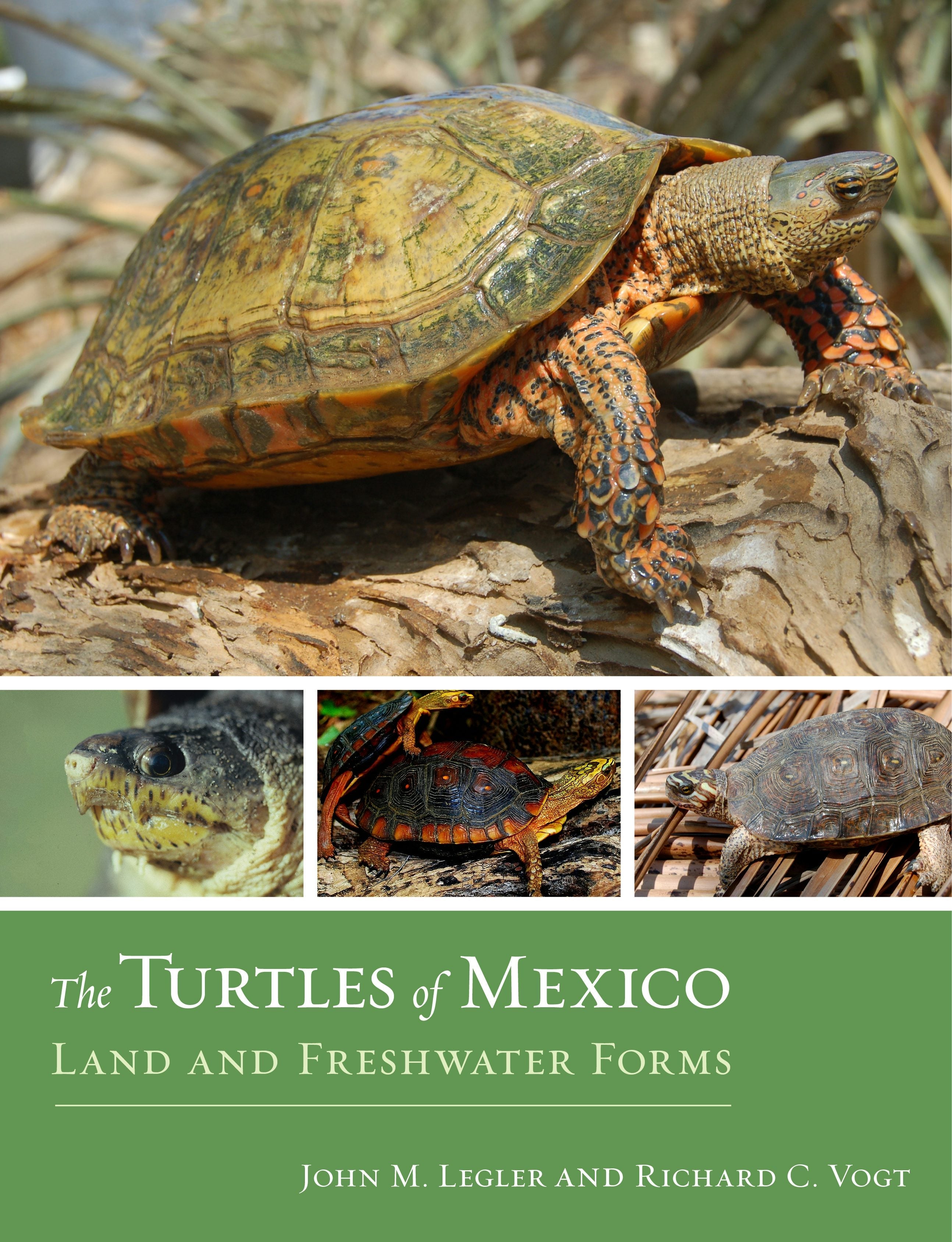 Book cover image for The Turtles of Mexico ISBN: 9780520956896