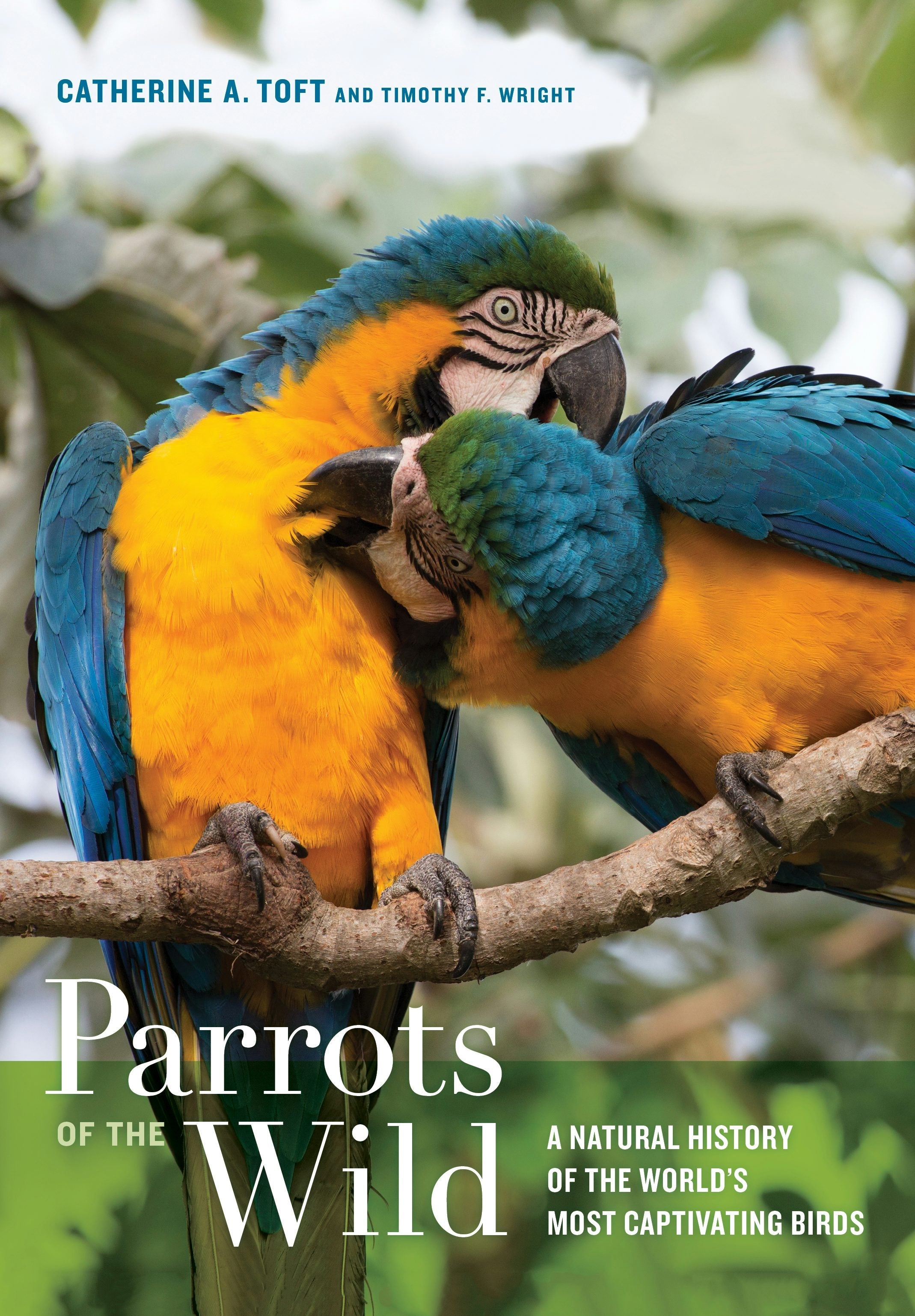 Book cover image for Parrots of the Wild ISBN: 9780520962644