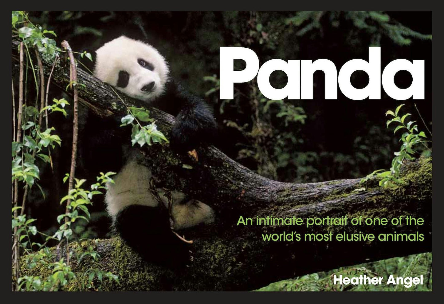 Book cover image for Panda ISBN: 9780715335512