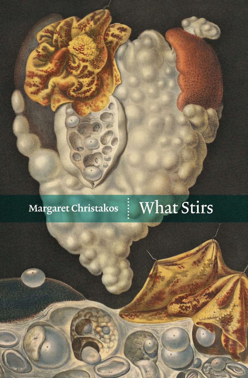 Book cover image for What Stirs ISBN: 9781552452042