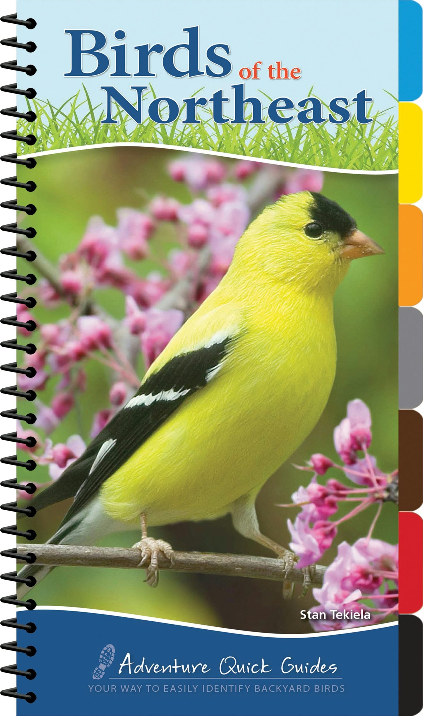 Book cover image for Birds of the Northeast ISBN: 9781591934073