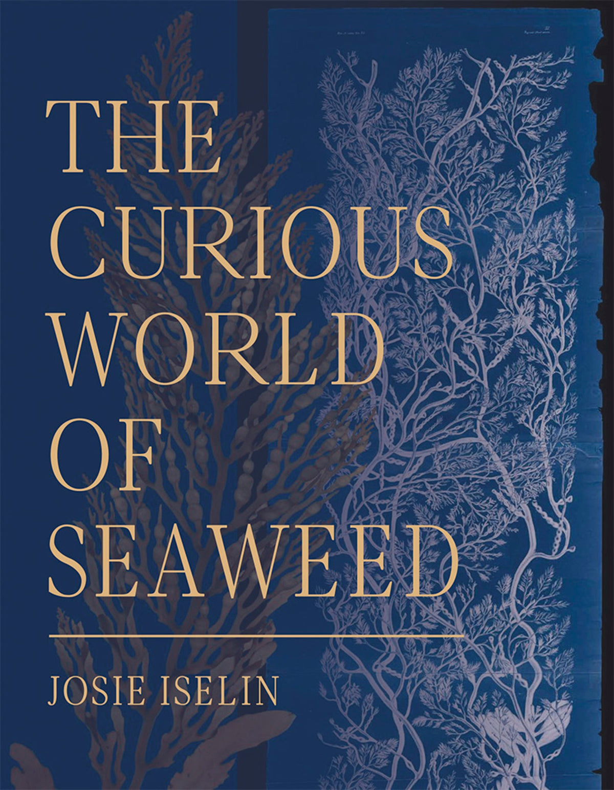 Cover image for The Curious World of Seaweed ISBN 9781597144940