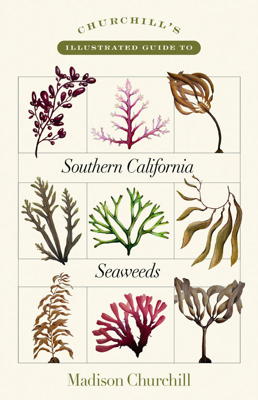 Churchill's Illustrated Guide to Southern California Seaweeds