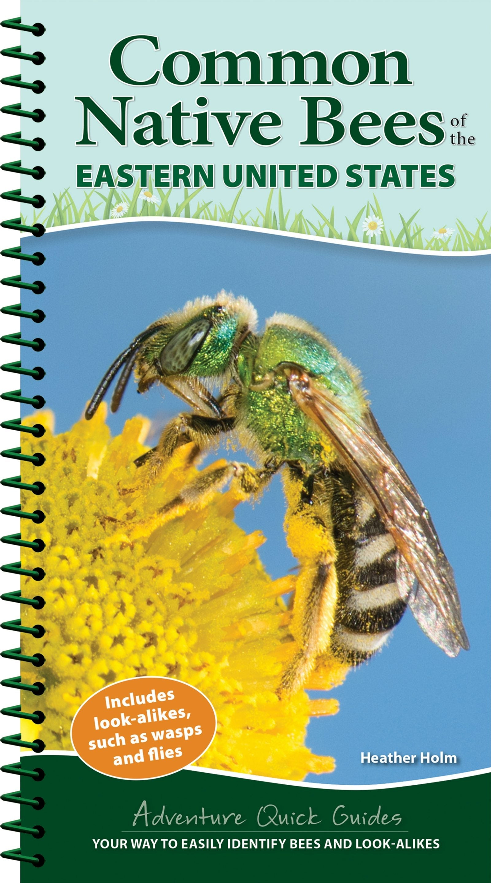 Common Native Bees of the Eastern United States