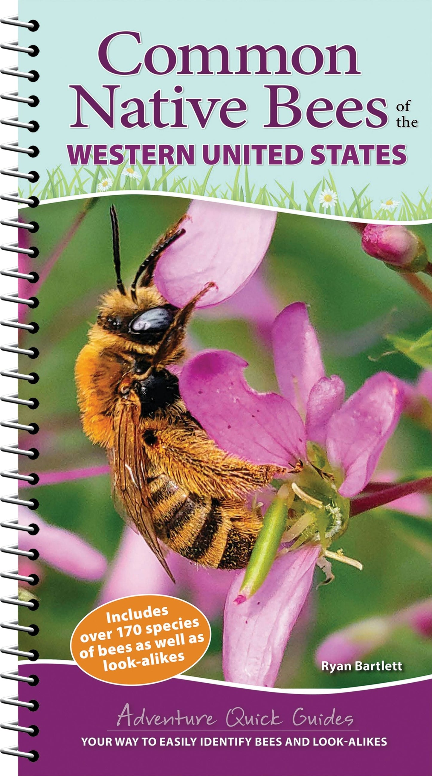 Book cover image for Common Native Bees of the Western United States ISBN: 9781647553630