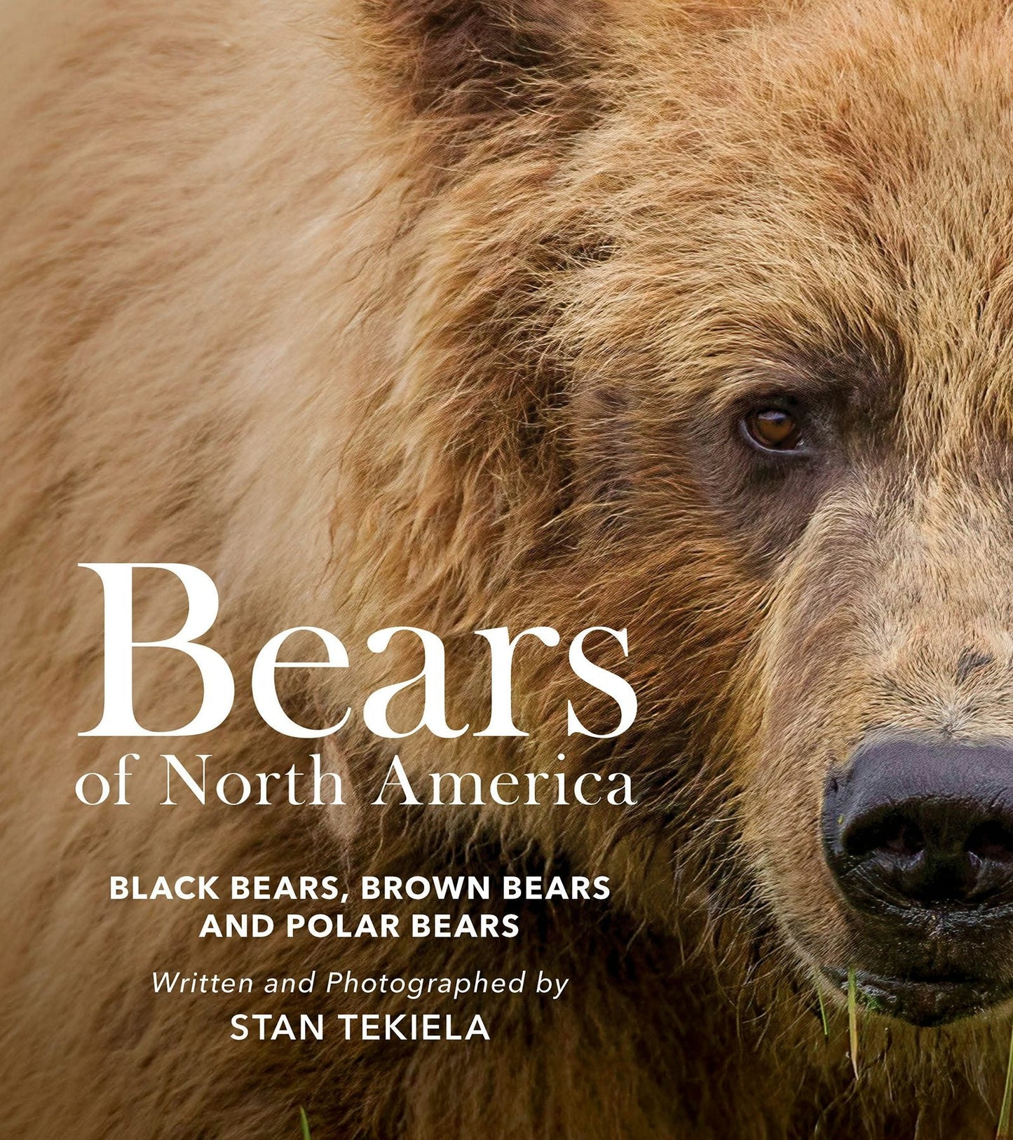 Book cover image for Bears of North America ISBN: 9781647554132