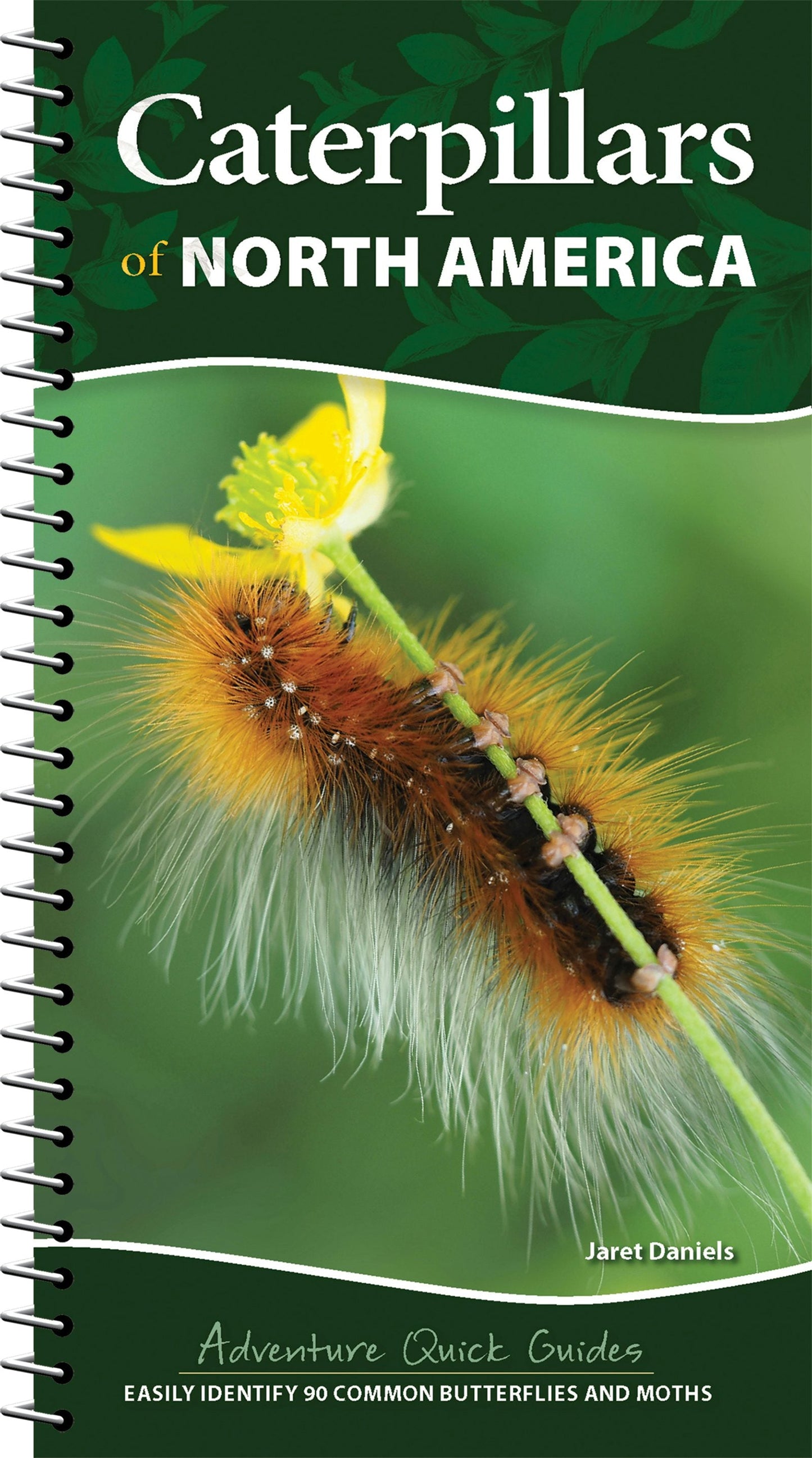 Book cover image for Caterpillars of North America ISBN: 9781647554453