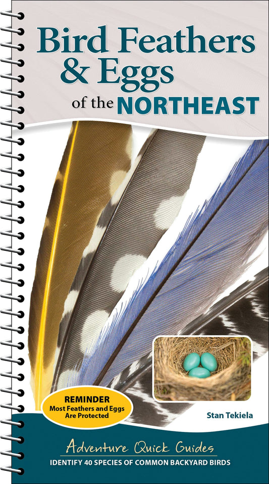 Bird Feathers & Eggs of the Northeast