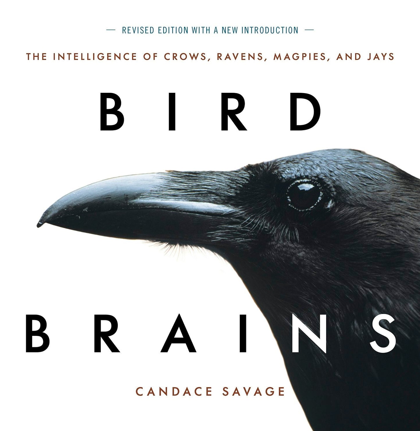 Book cover image for Bird Brains ISBN: 9781771644259