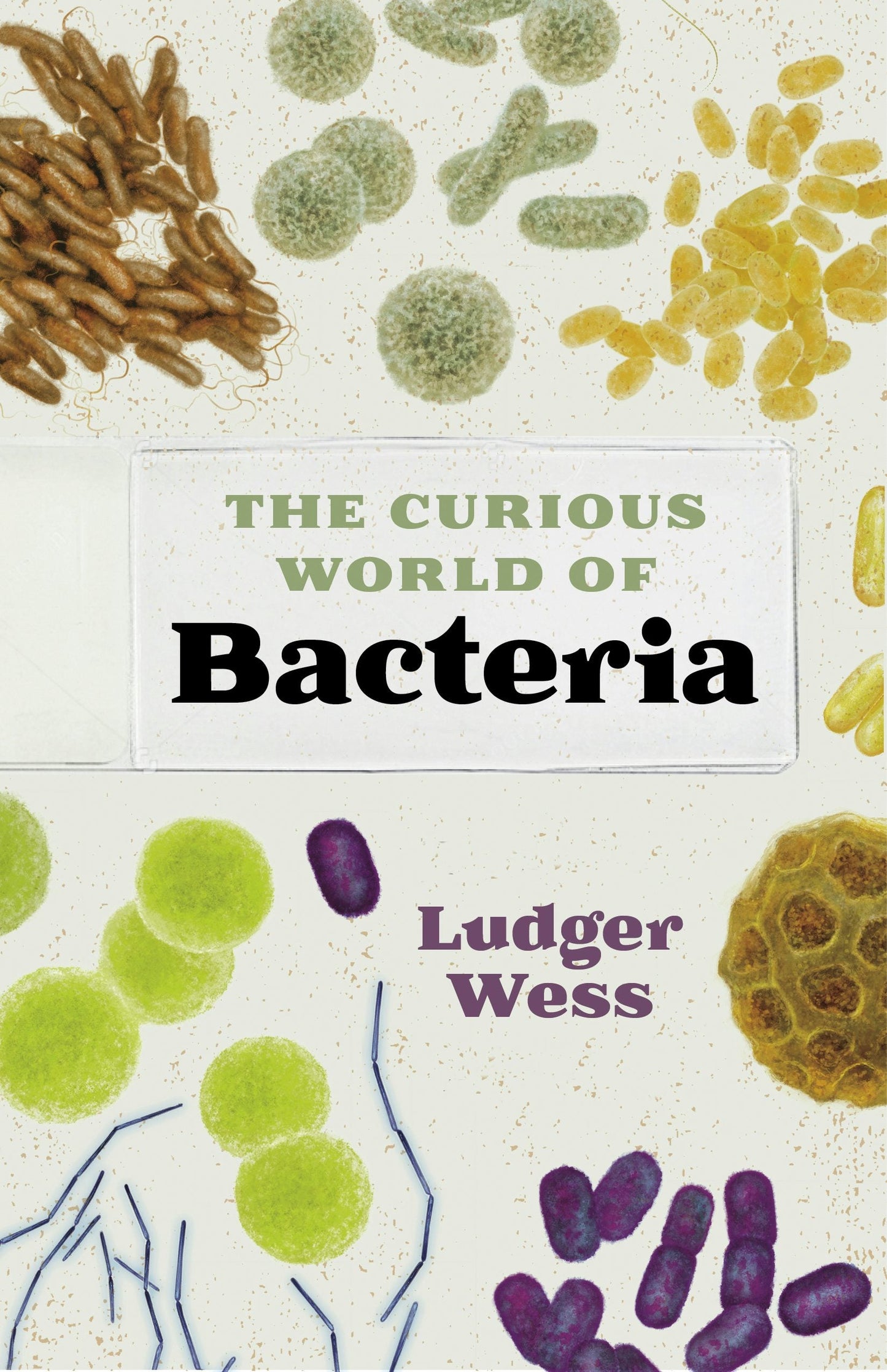 Book cover image for The Curious World of Bacteria ISBN: 9781771648264
