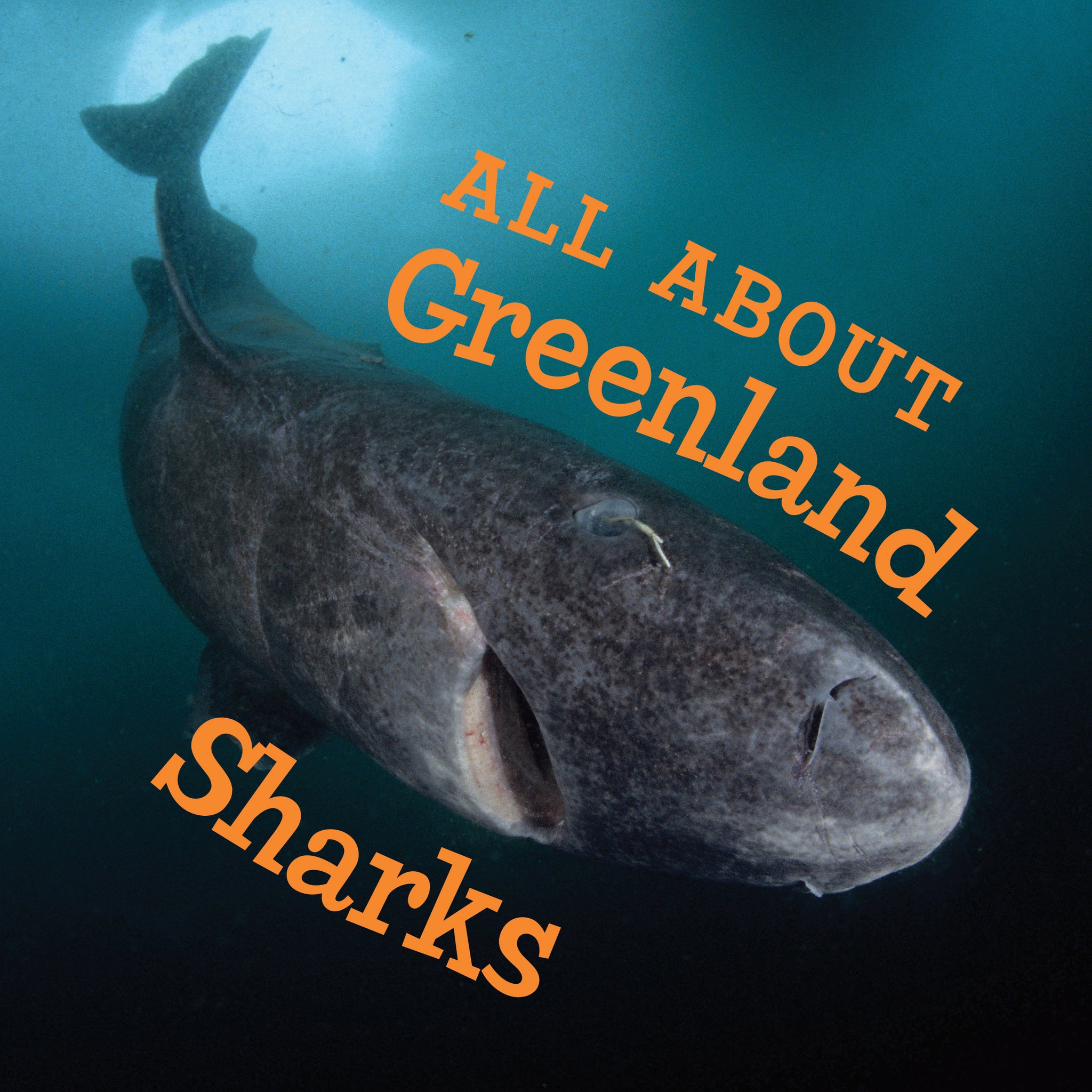 Cover image for All About Greenland Sharks ISBN 9781774500644